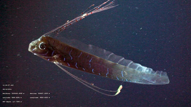 PHOTO: Mark Benfields video footage of the rarely seen oarfish was released earlier this week.