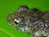 New Mekong Species