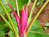 New Mekong Species