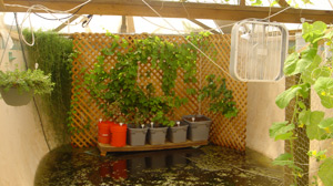 Family Grows Garden in Backyard Swimming Pool