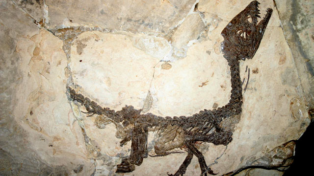 PHOTO: A close-up of a near-perfect fossil named Scionyx Samnitcus. A new study suggests that dinosaurs egg-laying ways may have lead to their extinction.