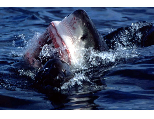 Shark Week