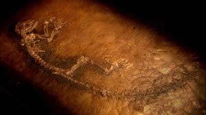 Primate Fossil Could Be Key Link in Evolution