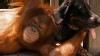 Unlikely animal friends