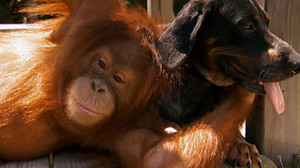 Unlikely animal friends