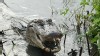 PHOTO: Alligators Pair for Life