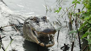 PHOTO: Alligators Pair for Life