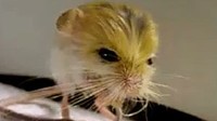 jerboas