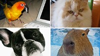 Photo: Animals Unleashed: Twitter Goes to Dogs, Cats, Birds and More: Pet owners tweet updates from perspective of cats, dogs, even large rodents.