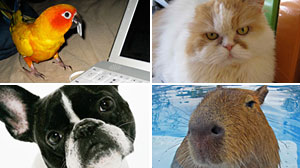 Photo: Animals Unleashed: Twitter Goes to Dogs, Cats, Birds and More: Pet owners tweet updates from perspective of cats, dogs, even large rodents.