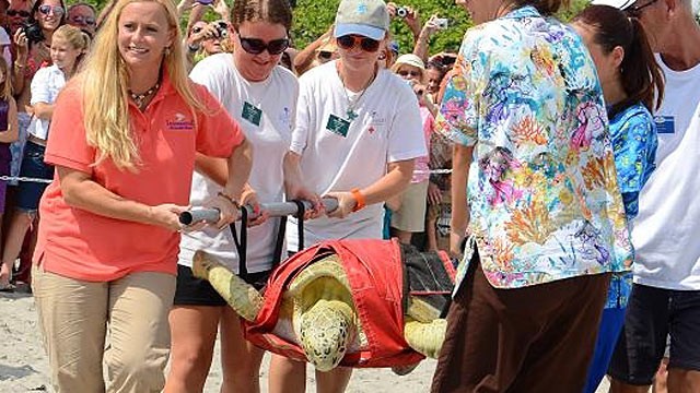 PHOTO: Andre, an endangered green turtle, is released into the ocean after a 414 day stay at the Loggerhead Marinelife Center in Juno Beach, Fla.