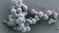 Photo: First Cell Controlled by Synthetic Genome