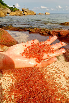 ht baby crabs in hand lpl 131129 wblog Crustacean Invasion! Millions of Red Crabs Take Over Australias Christmas Island