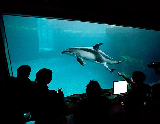 A Baby Dolphin at Chicago's Shedd Aquarium