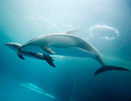A Baby Dolphin at Chicago's Shedd Aquarium