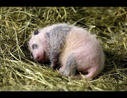 Baby Panda Cub at Zoo Atlanta