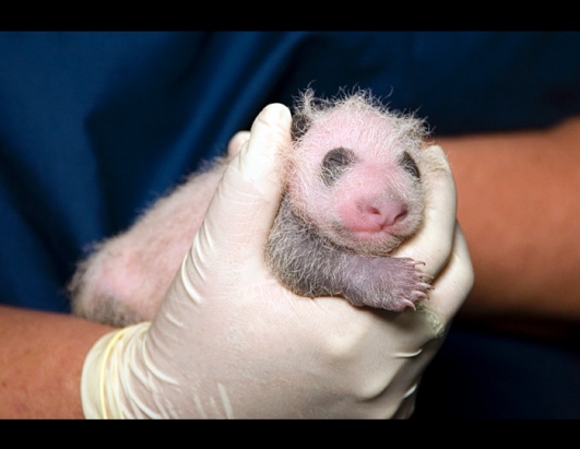 Baby Panda Cub at Zoo Atlanta
