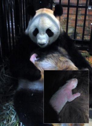 Tokyo's First Giant Panda Born in 24 Years Dies of Pneumonia