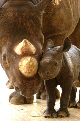 Zoo Animals