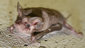 Bat Sings Louder than a Rock Band