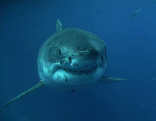 Shark Men: Tracking the Great White Shark