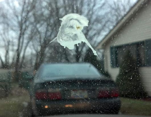 Jesus Appears in Bird Dropping?