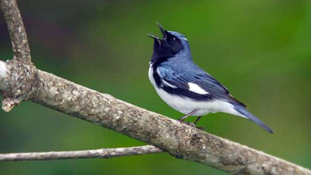 PHOTO: Black-throated blue warbler