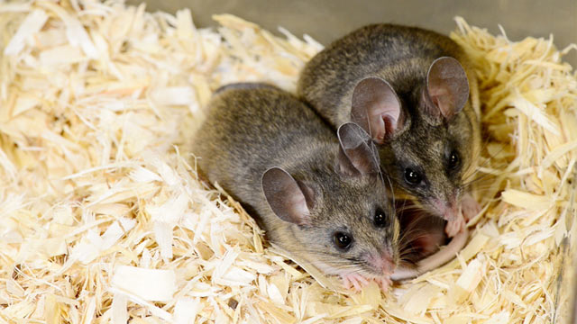 PHOTO: California mice