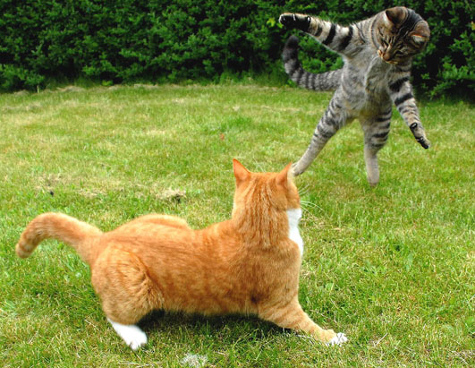 Crazy Cats