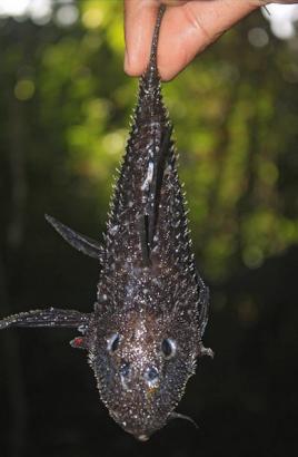 New Species Discovered