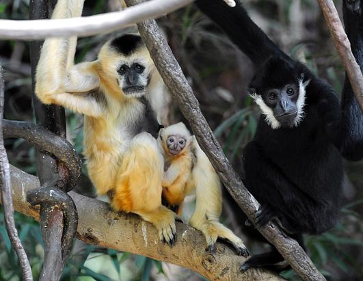 White-cheeked gibbon.