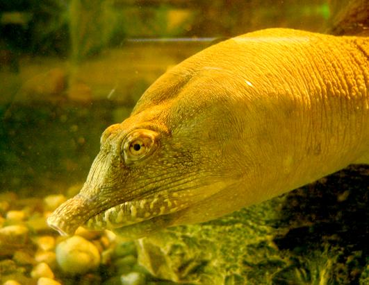 Chinese soft-shelled turtle passes waste urea through its mouth.
