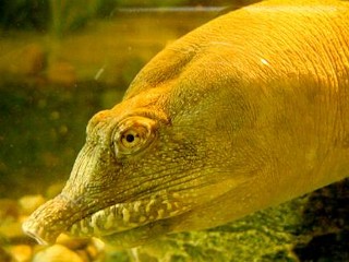 Photos: Turtle Passes Waste Through Mouth