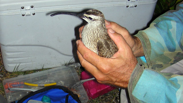 PHOTO: This whimbrel named Chinquapin is reportedly resting in the Bahamas after journeying through the toughest part of Hurricane Irene during his annual migration from Canada to Brazil.