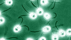 Stealing Electricity from Algae