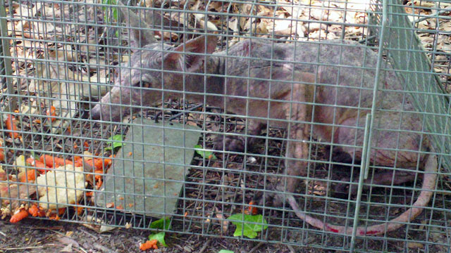 PHOTO: This animal was found in the woods behind a Maryland hospital in August 2011, and trapped by an X-ray technician, Joe Livermore. He was told its probably a fox, but for now hospital staffers say they just call it a chupacabra.