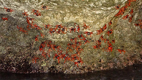 ht cliff meets the water lpl 131129 wblog Crustacean Invasion! Millions of Red Crabs Take Over Australias Christmas Island