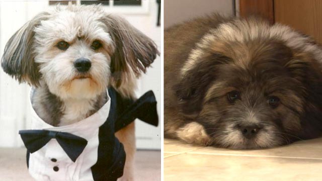 PHOTO: Danielle Tarantola missed her dog Trouble so much that she paid around $50,000 to have his DNA harvested to create a clone she named Double Trouble.