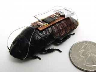 Earthquake First Responders: Cockroaches