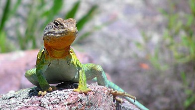 A male collared lizard in Missouri's Ozark Mountains.