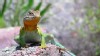 A male collared lizard in Missouri's Ozark Mountains.