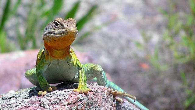 PHOTO: A male collared lizard in Missouris Ozark Mountains.