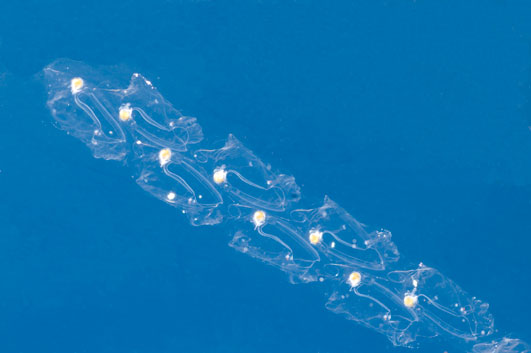 Census of Marine Life