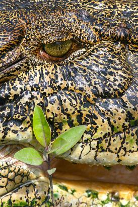 King Crocs