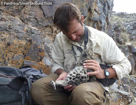 Panthera Baby Cub 