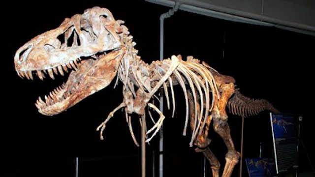 PHOTO: An 8-foot-tall, 24-foot-long tarbosaurus ? a cousin of the Tyrannosaurus Rex ? is at the heart of legal battle between Heritage Auctions and the president of Mongolia.