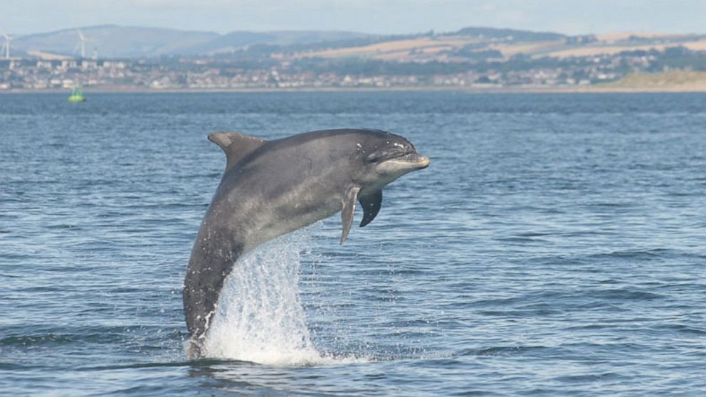 PHOTO: Dolphins respond when they hear their name called.
