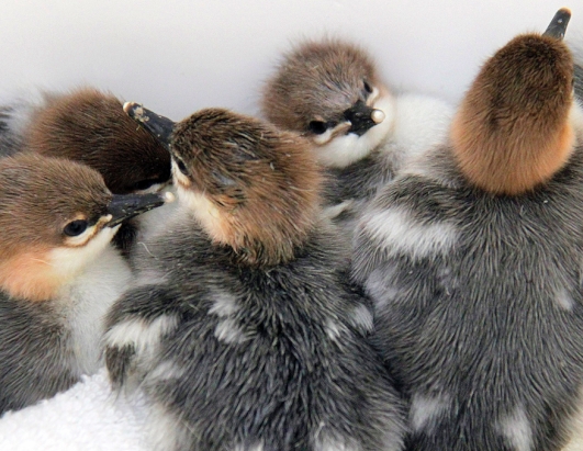Rare Ducklings Hatch at New York Zoo
