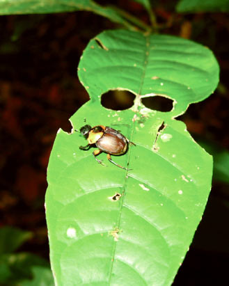 Suriname