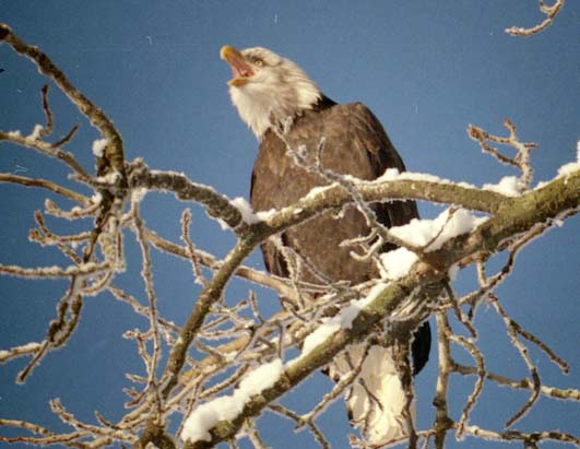 Eagles